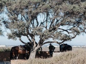US Border Patrol take a break with their horses underneath a tree at Friendship Park in San Diego, California near the border fence that divides the US and Mexico on November 16, 2018. - The Central American migrant caravan trekking toward the United States converged on the US-Mexican border on &hellip;