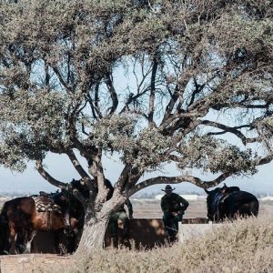 Caravan Migrant Climbs Tree, Sets It on Fire -- Throws Rocks at Border Patrol